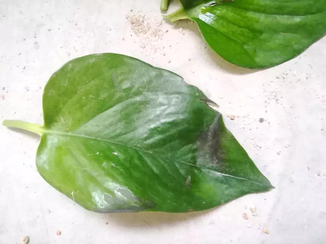 只要三分钟，马上成为绿萝的“医生”，在这个季节药到病除