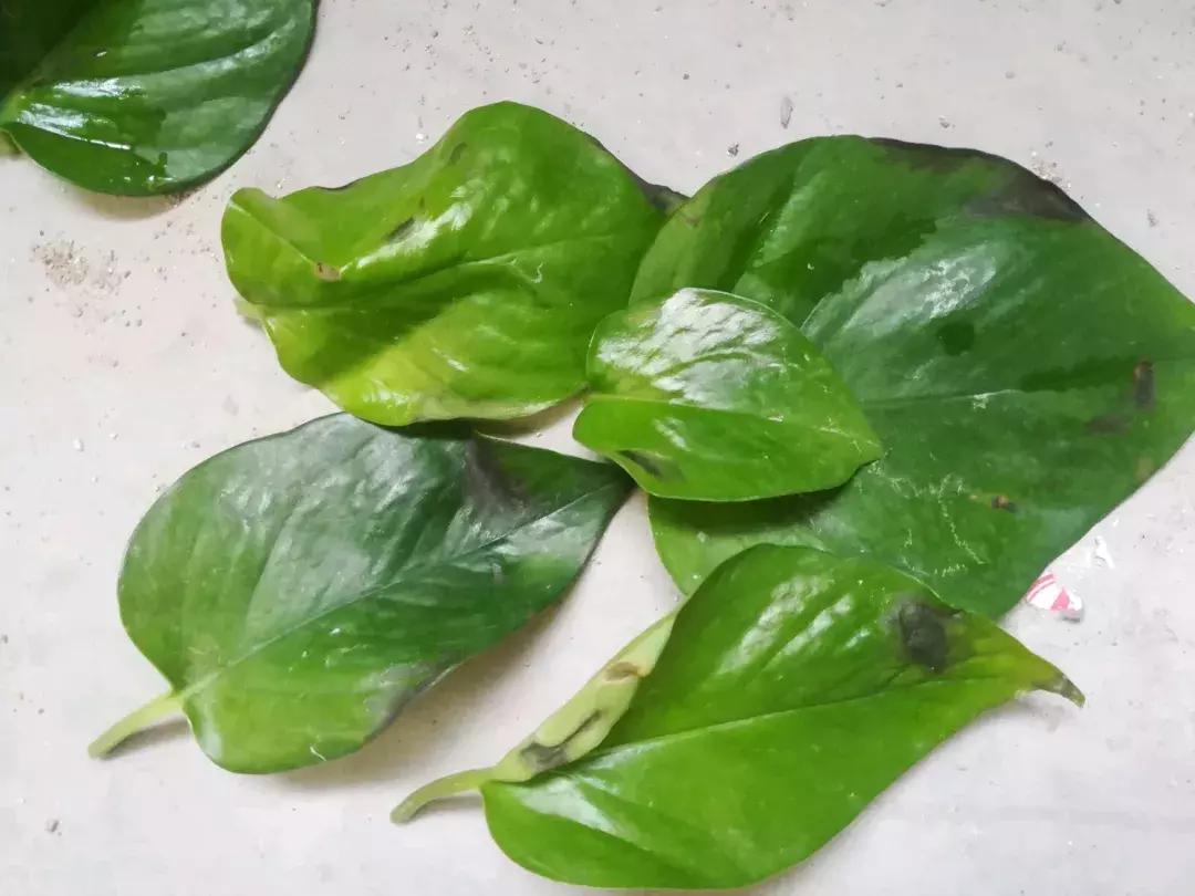 只要三分钟，马上成为绿萝的“医生”，在这个季节药到病除