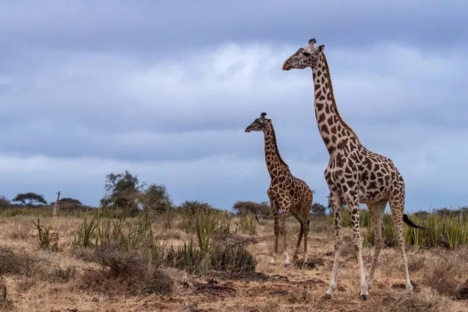 最恐怖的拍摄经历｜我在非洲被长颈鹿强吻了……