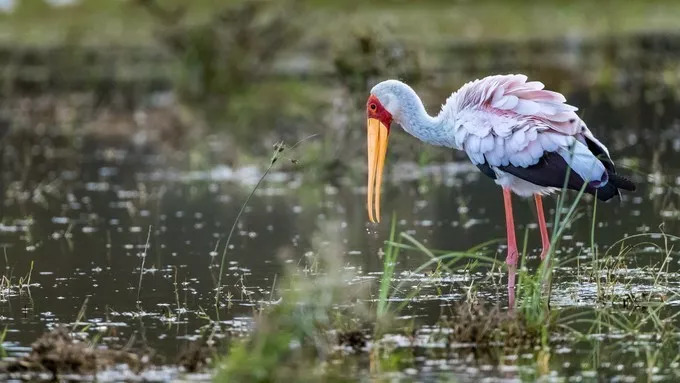 最恐怖的拍摄经历｜我在非洲被长颈鹿强吻了……
