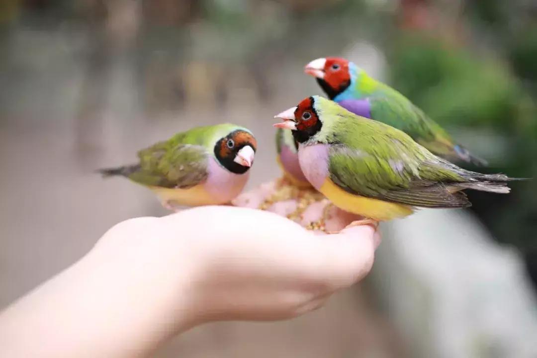 重庆小熊猫互动的动物园,重庆动物园有小熊猫