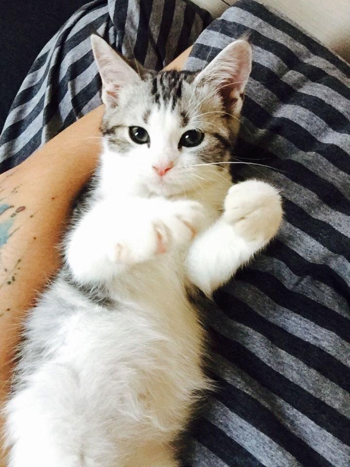 什么样的猫叫做起司猫,金渐层和起司猫是一个品种吗