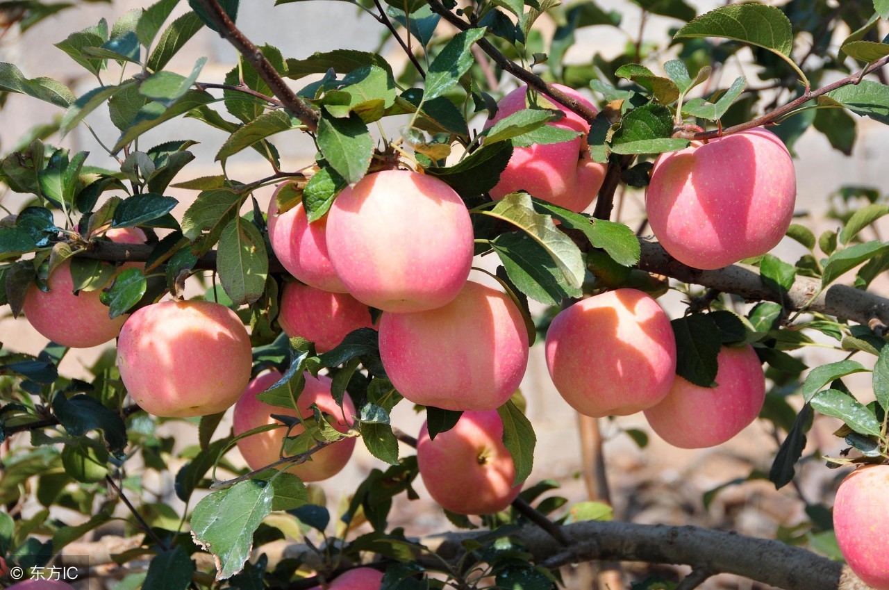 杰哥观市：山东红将军苹果交易进入后期好货偏少，行情好不好？