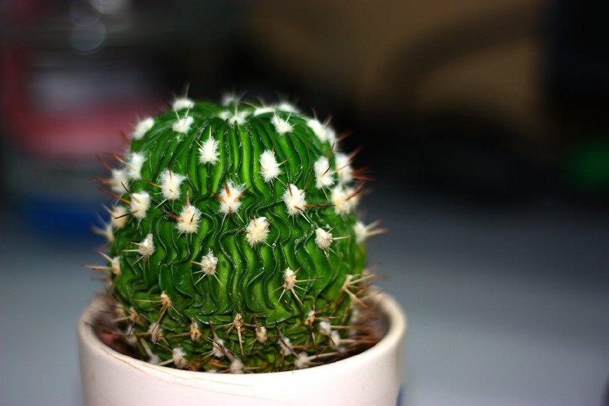 这几种花不仅能吸收二氧化碳防辐射,还能缓解孕吐