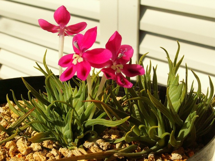 孕妇可养什么花防辐射,孕妇养什么花防辐射