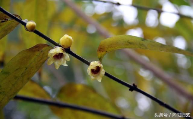 腊梅花是不是腊梅,腊梅花有哪些香味