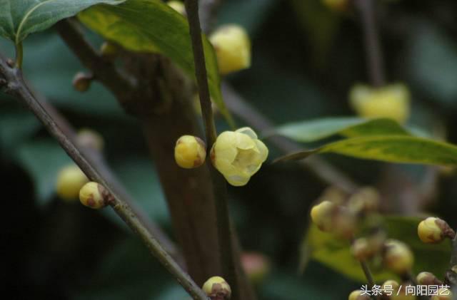 腊梅花是不是腊梅,腊梅花有哪些香味