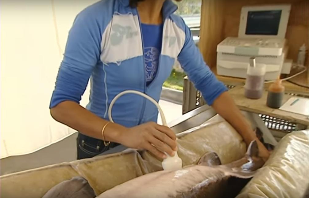 顶级鱼子酱美食,四大美食之一的鱼子酱