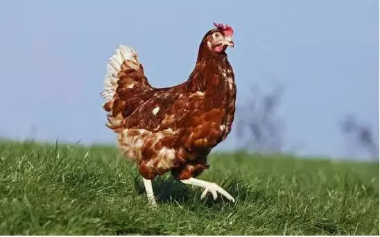 今天给你们看看那些闲得要命、富得流油的猫！