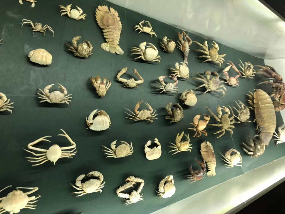 羊驼开门视频,羊驼出门迎接主人