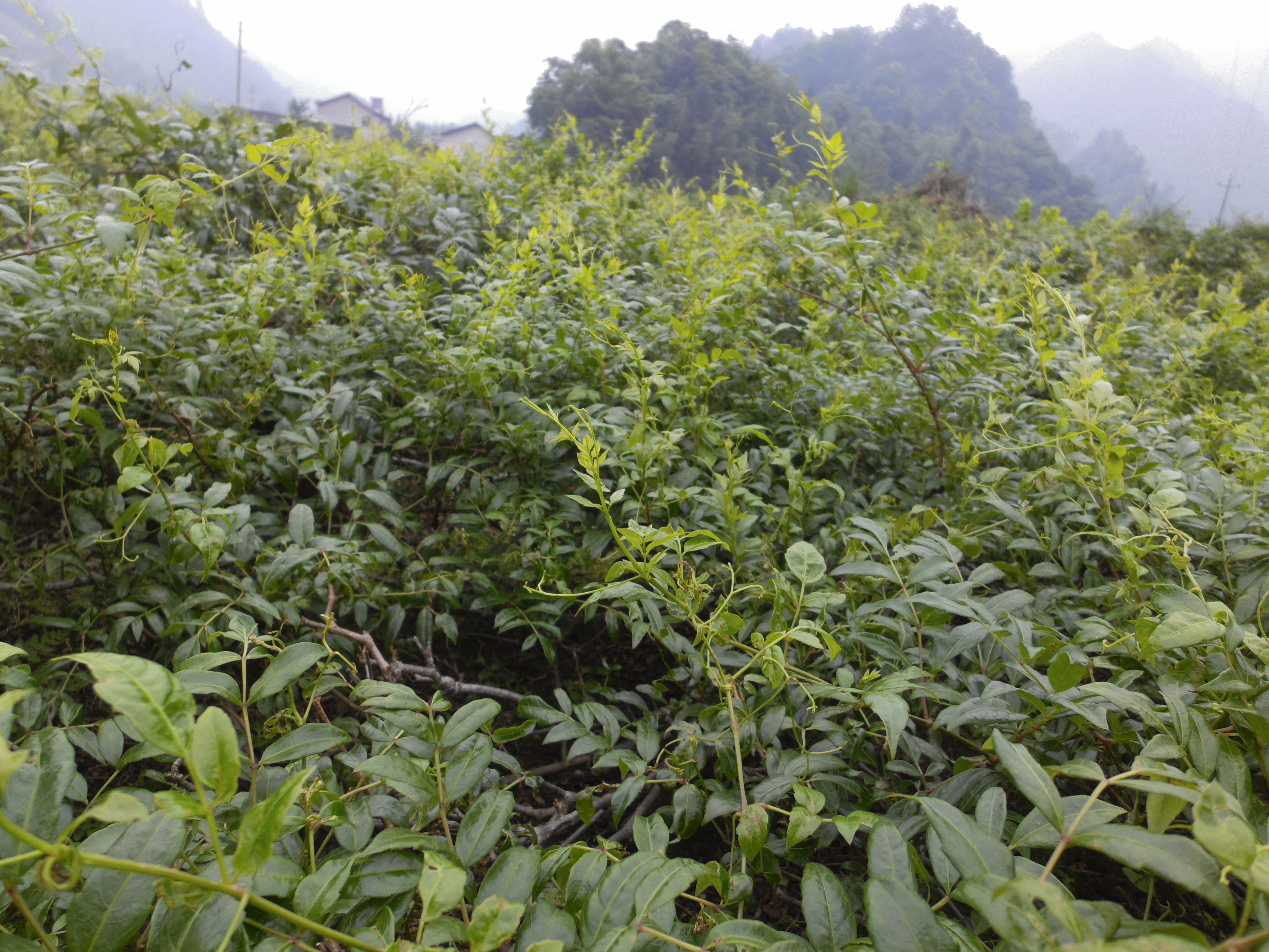 李时珍说茶,李时珍睡眼茶