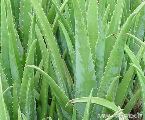 没人知道的祛痘方法,一般人不知道的祛痘印方法