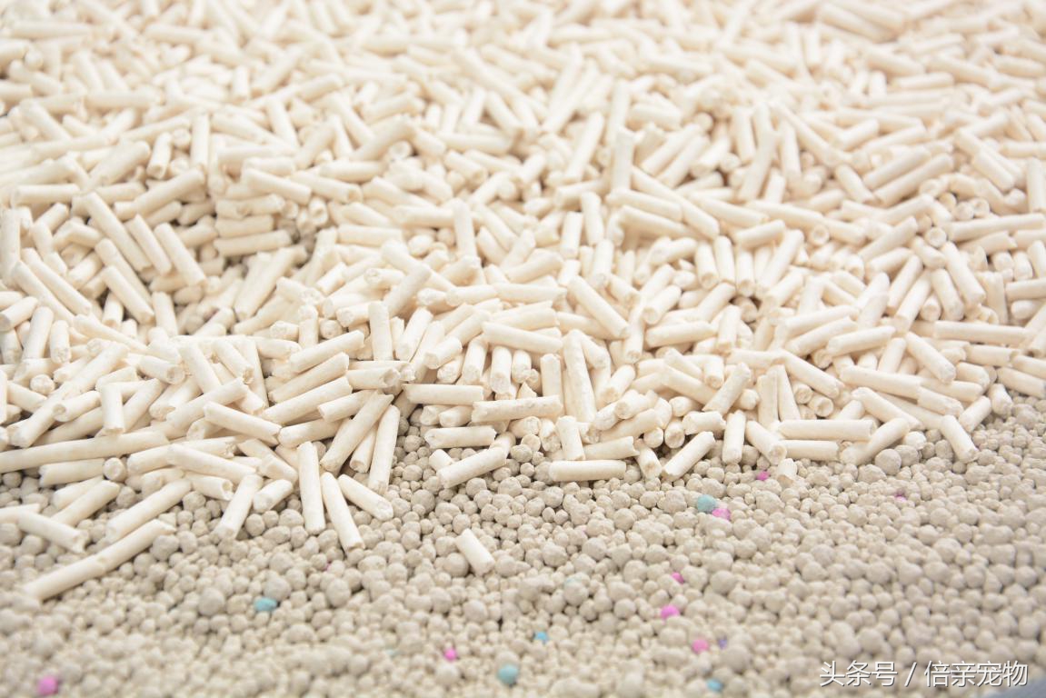 猫不会去猫砂盆上厕所怎么办,猫不在猫砂盆里上厕所有什么办法