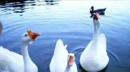 养鹅小投资回报,养鹅可以投资吗