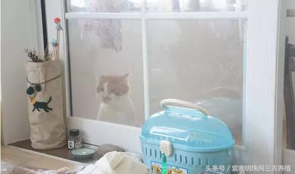 刺猬养殖实用技术,刺猬养殖技巧图解大全