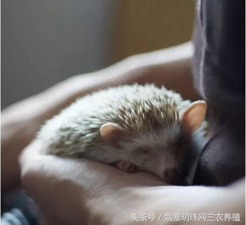 刺猬养殖实用技术,刺猬养殖技巧图解大全