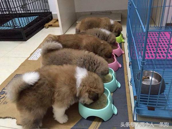 怎么改正狗狗狼吞虎咽,怎么纠正狗狗进食过快