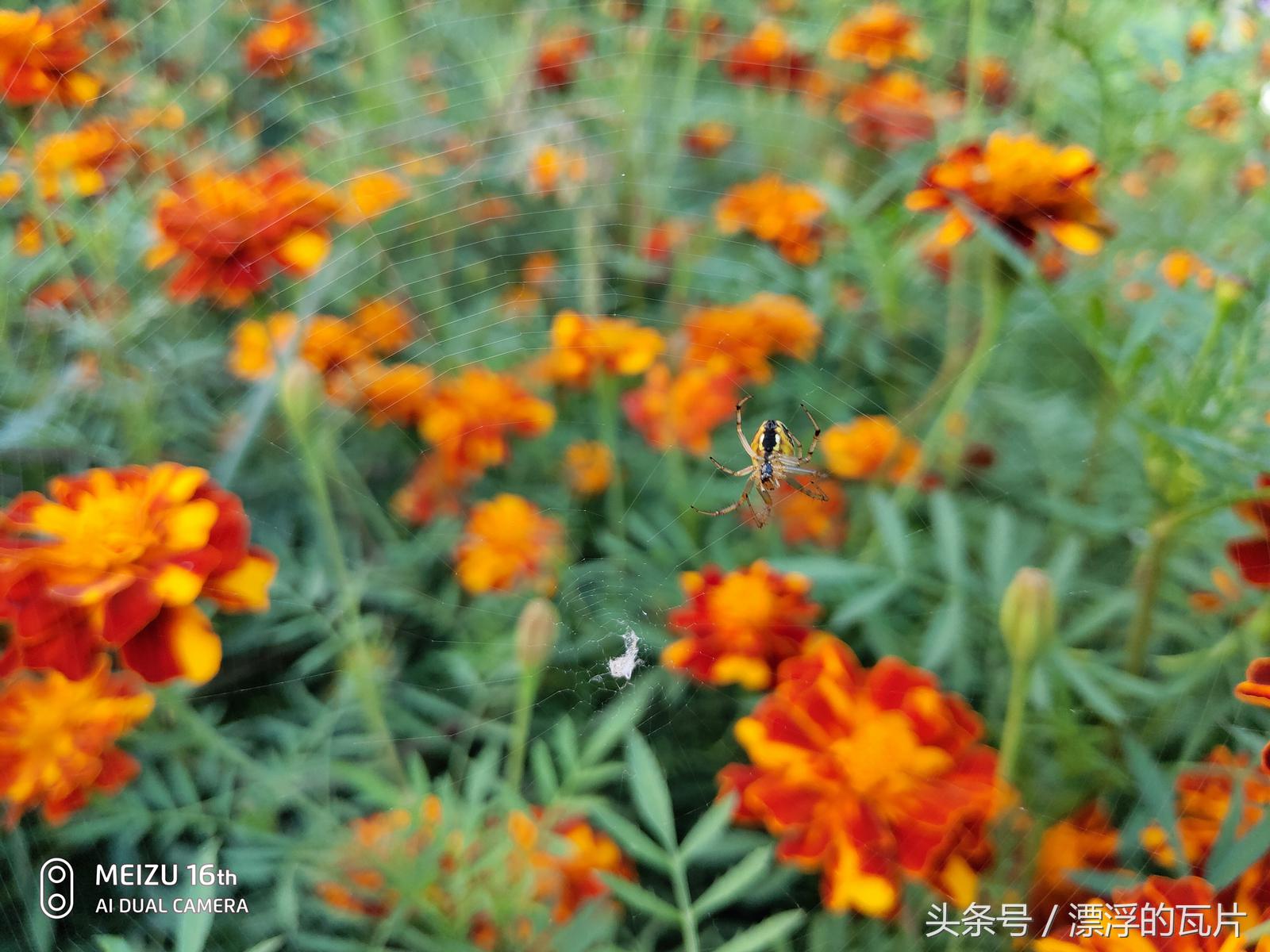 魅族16spro评测,魅族16评测蓝色字体