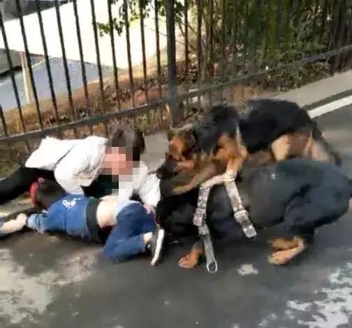 网红为狗打孕妇事件,网红殴打孕妇最新