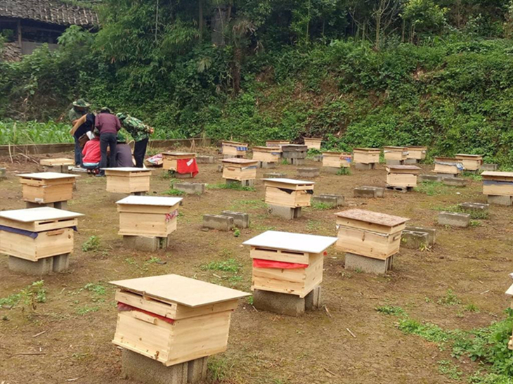 怎样饲养中蜂强群,中蜂维持强群的养殖方法