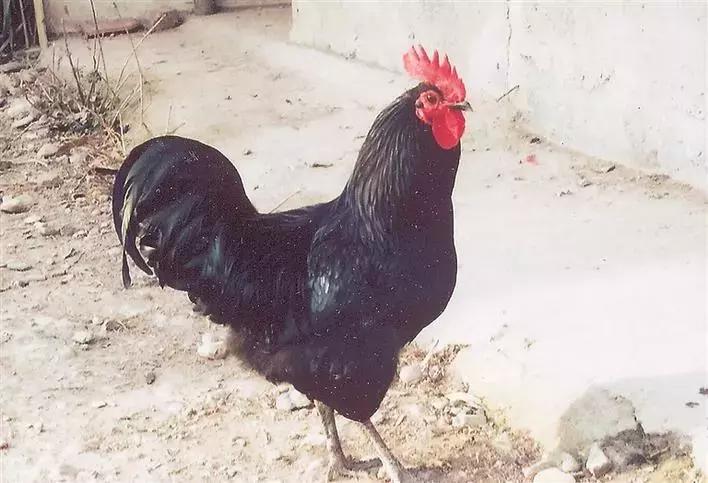 大时代小岁月丨何姮娟：从流水线到养殖场，靠的是一股自信