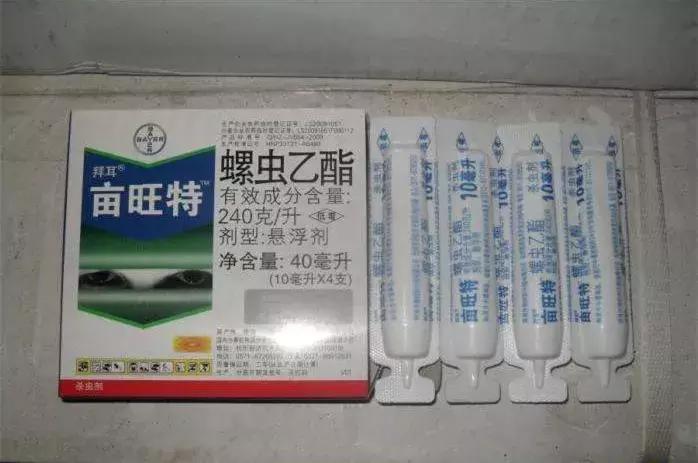 凉风至白露降寒蝉鸣下一句,夏天多肉小白虫消灭方法