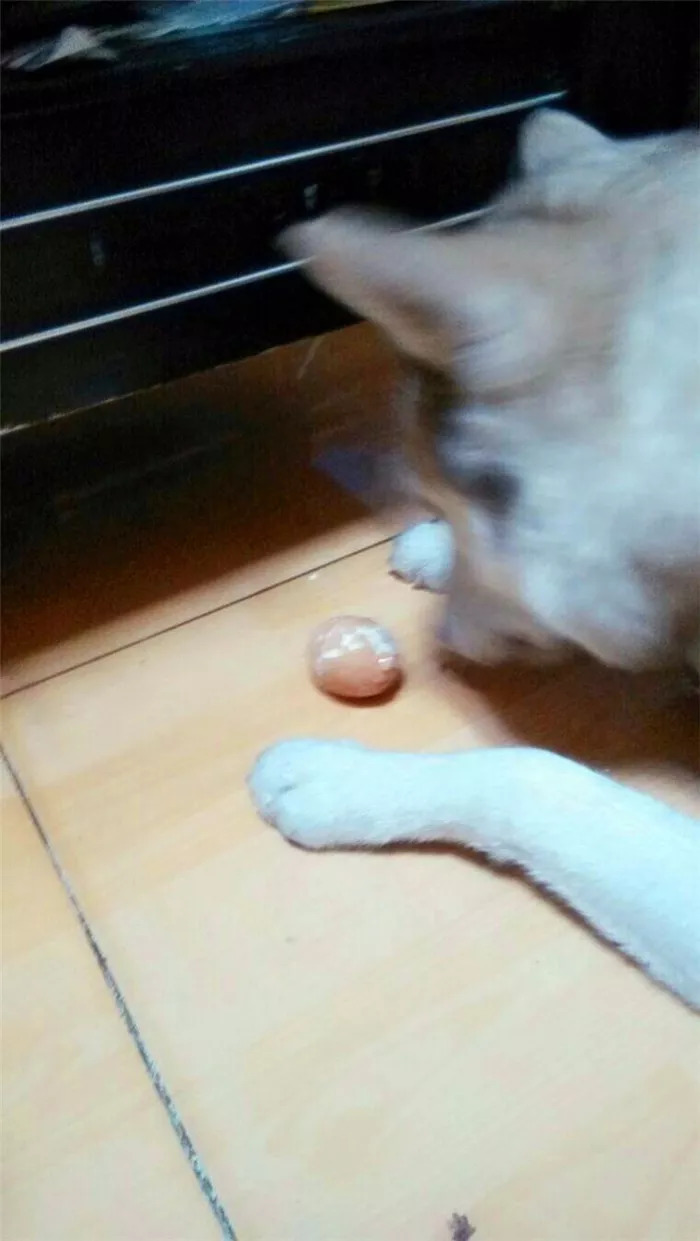 狗狗吃鸡蛋要怎么吃比较好,狗狗吃鸡蛋的讲究