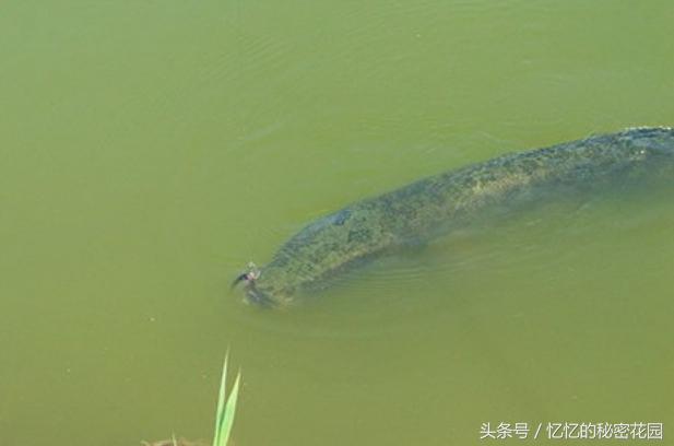 路亚黑鱼脱钩怎么回事,路亚黑鱼怎么解钩