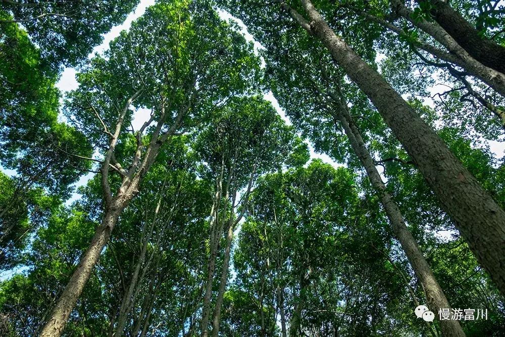 富川山清水秀,富川有树林的地方