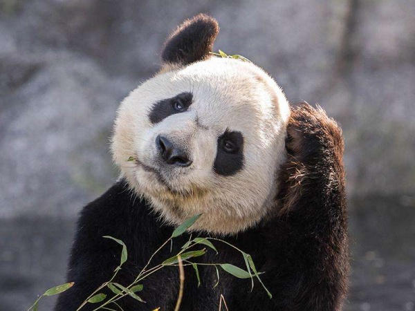 你见过熊猫的视频,限量版的熊猫金币