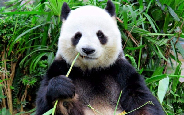 你见过熊猫的视频,限量版的熊猫金币