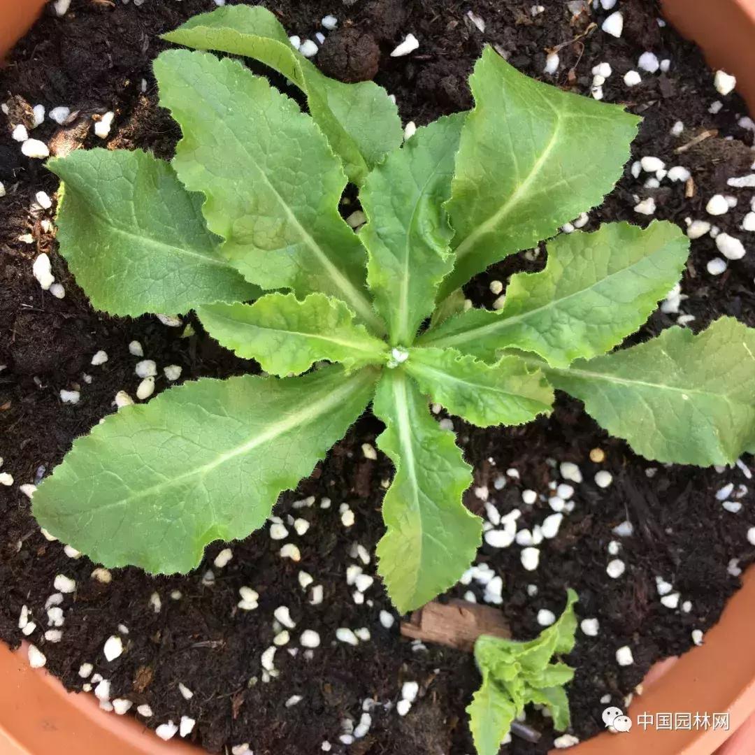 风铃草欣赏,风铃草的生长特点