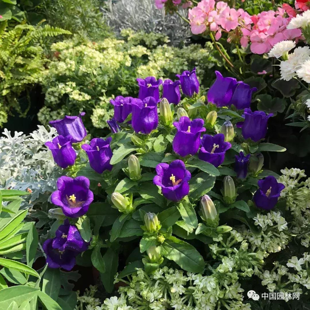 风铃草欣赏,风铃草的生长特点