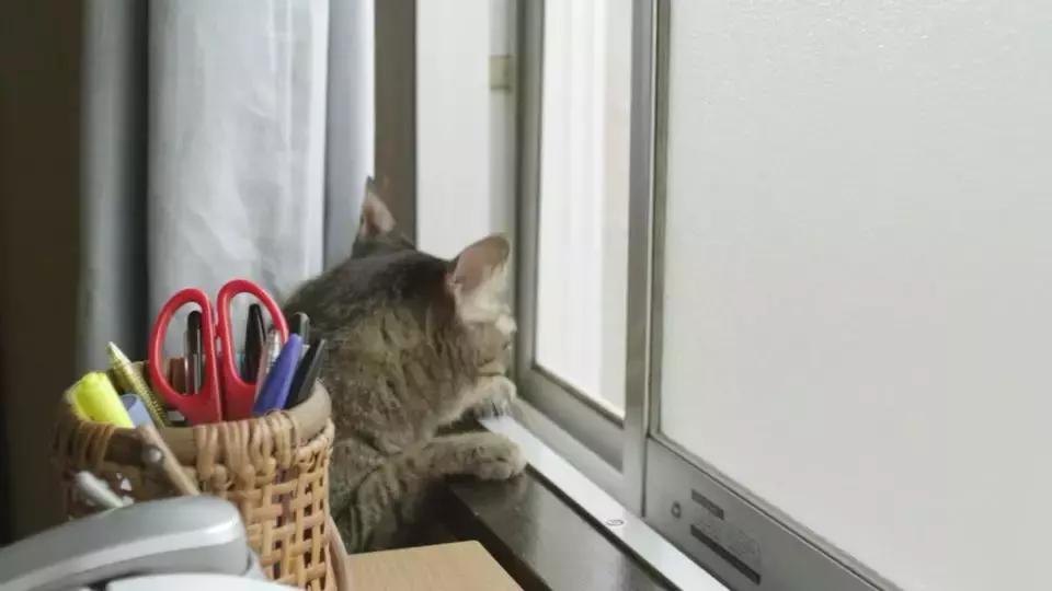 以为会烂尾，但最后一集看得我冒冷汗！