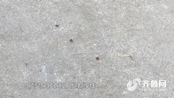 老人被蜱虫咬伤昏迷,蜱虫咬伤新闻