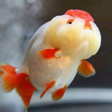 观赏鱼细菌性肠炎是什么,观赏鱼肠炎怎么判断治没治愈