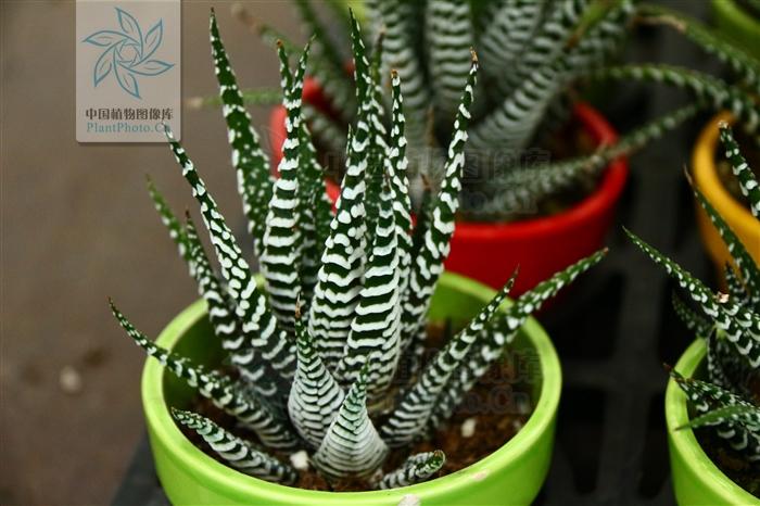 月季香槟玫瑰,月季玫瑰蔷薇你分得清吗