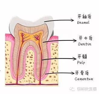 草莓发酵粉,草莓清洁牙齿