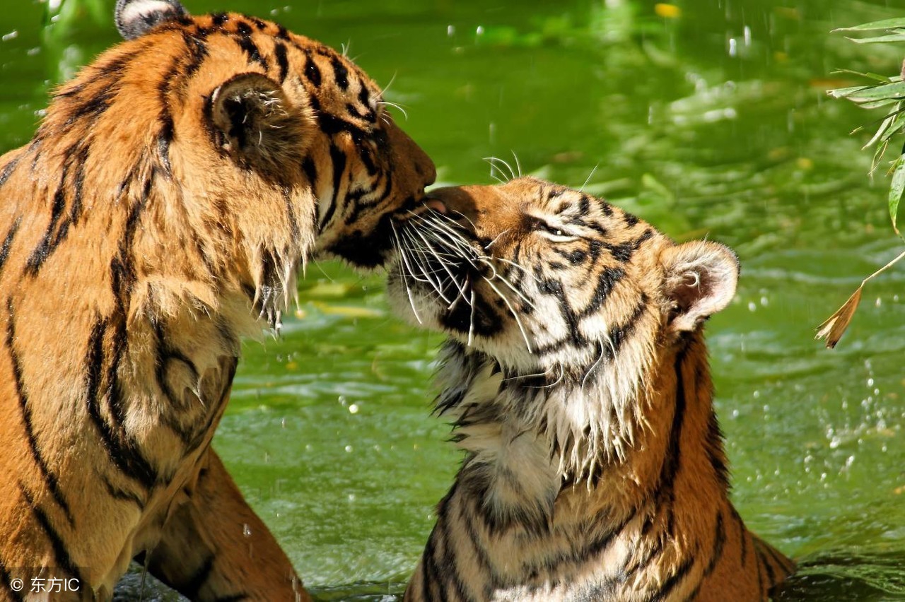 小小说改编长视频,小小说觉醒