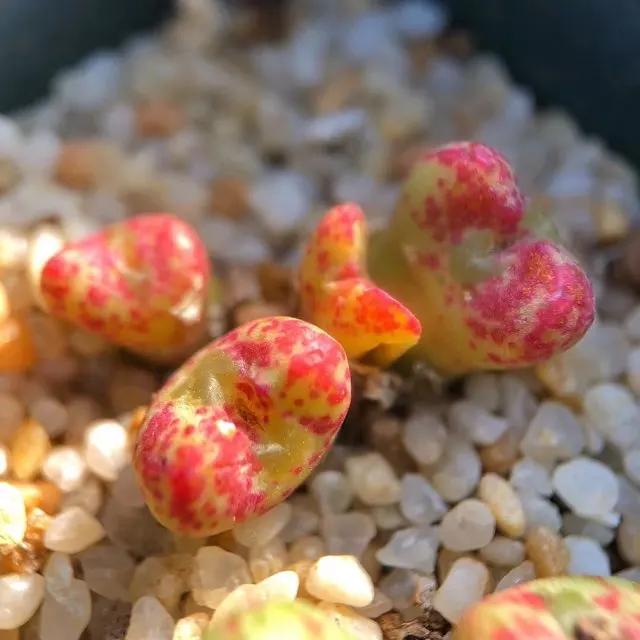 慢生活轻阅读,慢生活完整