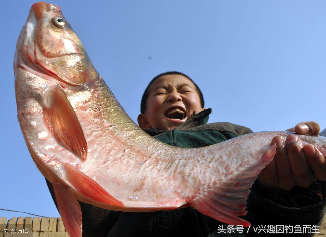 钓到大鱼不想爆竿怎么办,钓到大鱼钓不上来怎么办