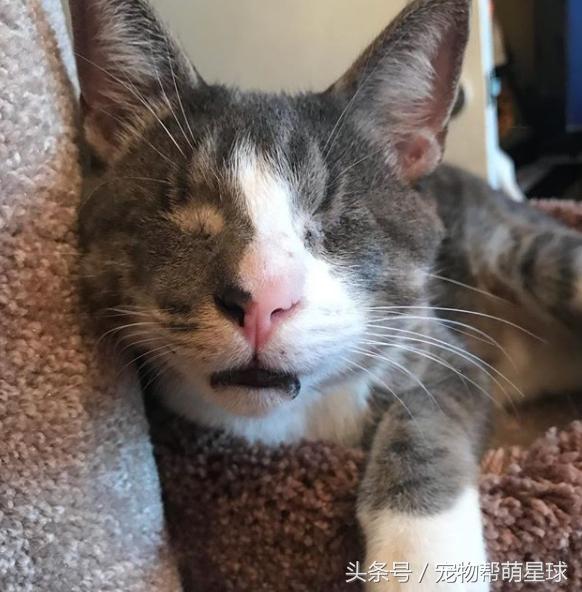 澶辨槑鐨勫皬鐚娌诲ソ,澶辨槑鐨勫皬鐚娌荤枟