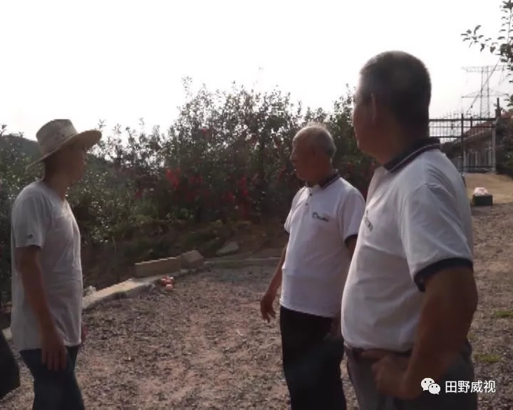 红将军苹果膨果,红将军苹果红富士