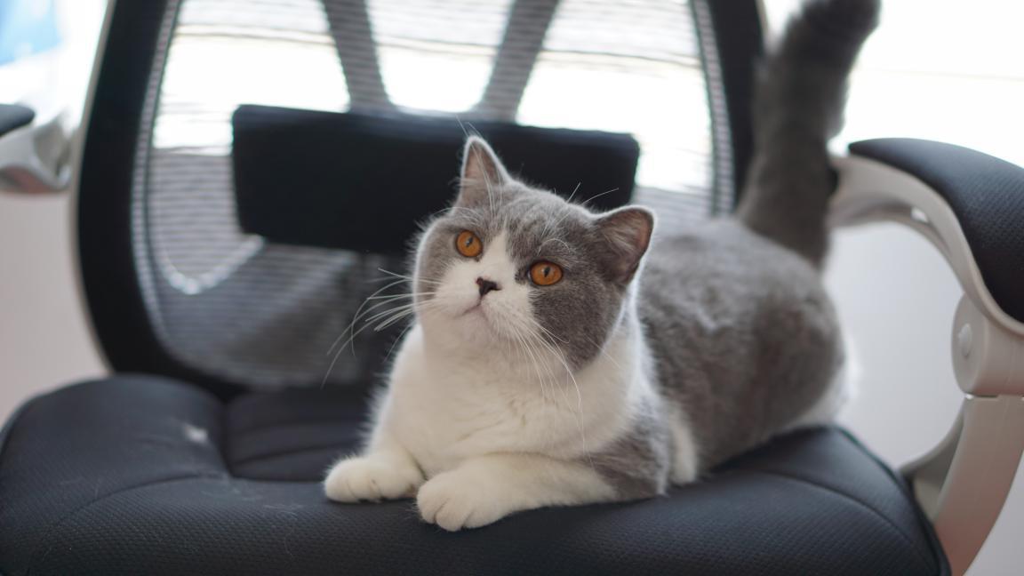 又帅又舒服的人体工学椅推荐,听海工学椅测评