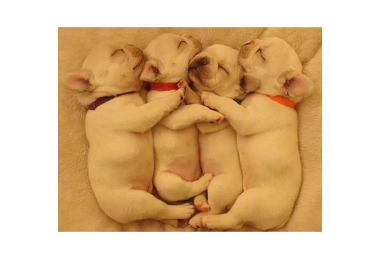 法斗幼崽怎么养,法斗幼犬喂养指南