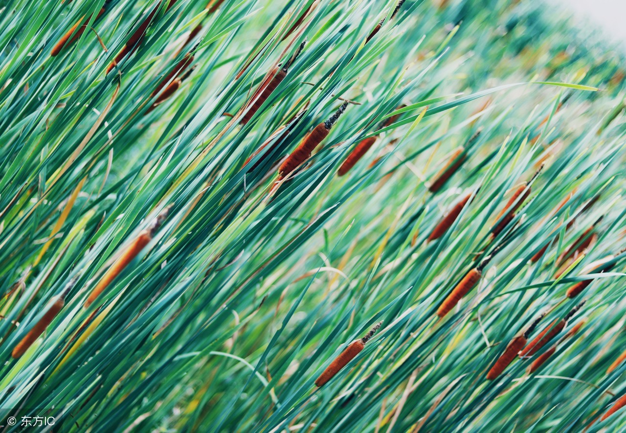 农村必备驱蚊神器有哪些,农村古老驱蚊神器