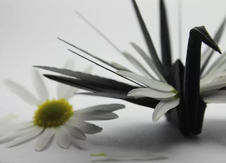 每天折一个千纸鹤,每天折一只纸鹤