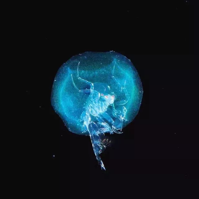 岛国摄影师拍摄深海神秘生物，获国家地理大奖