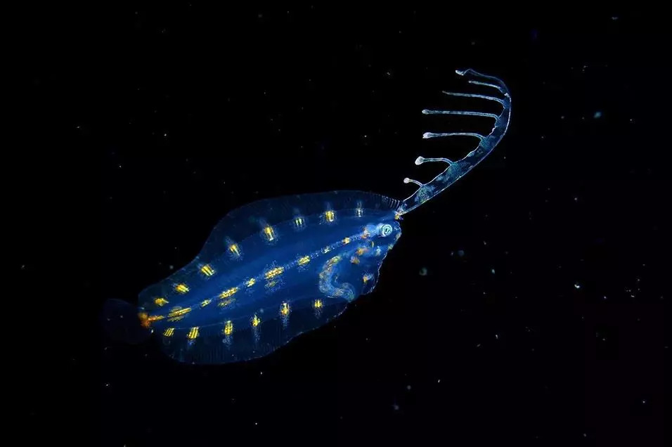 岛国摄影师拍摄深海神秘生物，获国家地理大奖