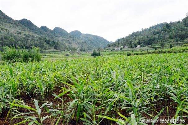 土里刨出金疙瘩,农村土里挖出金疙瘩